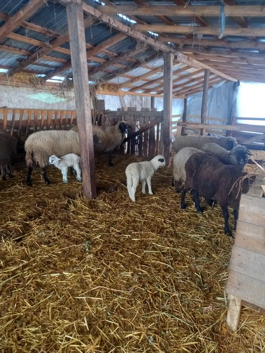 Vând 9 oi cu 12 miei !