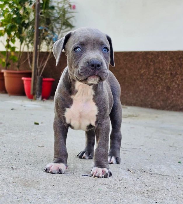 Femela amstaff blue