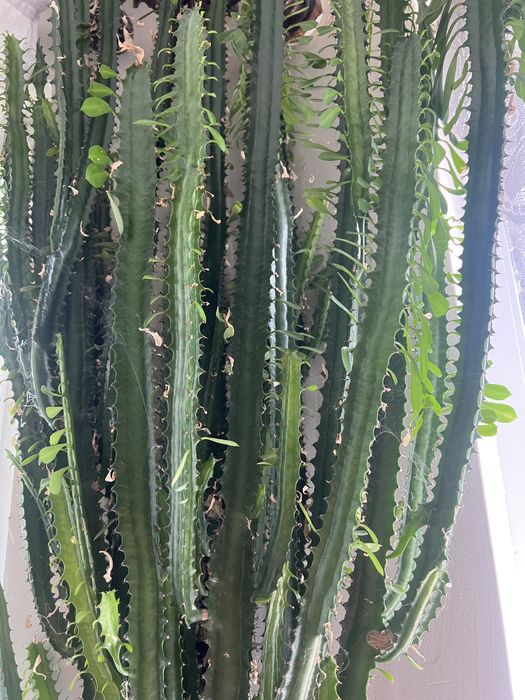 Кактус euphorbia ingens 2.20 м.