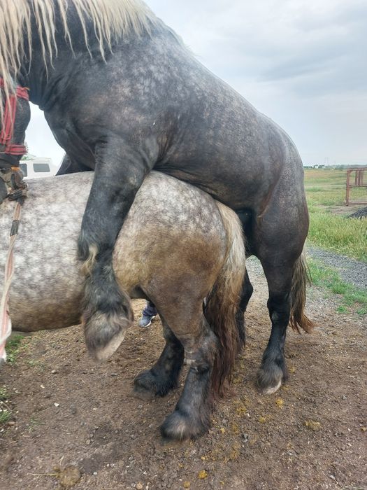 Armăsar sur de montă.armăsaru este cu genetică bună!