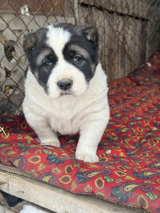 Төбет күшіктері сатылады