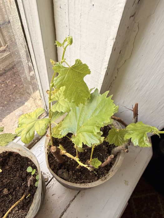 Жүзім көшет, виноград саженсы