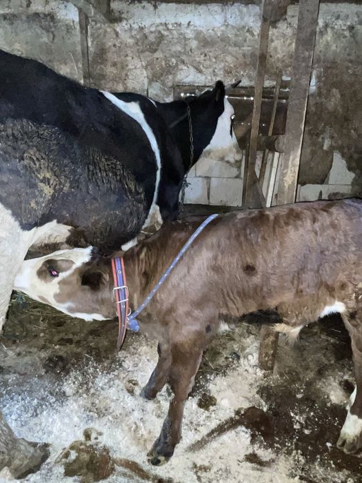 Vacă cu vițel si vițel