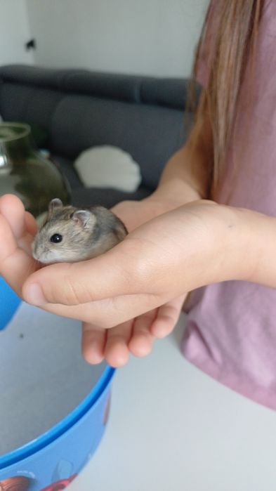 Vând pui hamsteri