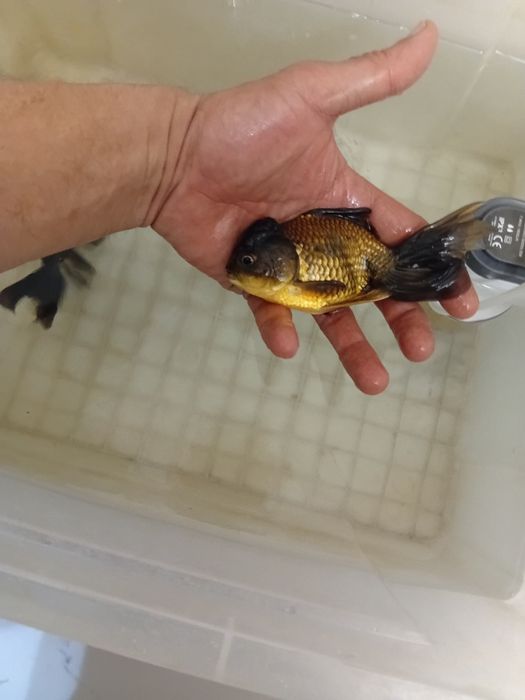 Чёрная аранда продаётся