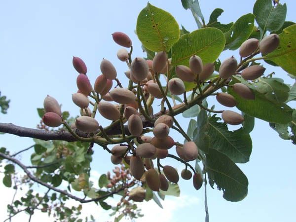 Pomi Exotici (Soiuri De Fistic )