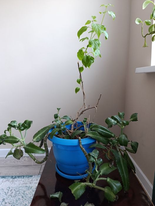 Домашние цвет разные