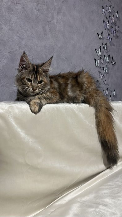 Мейнкун полидакт девочка!