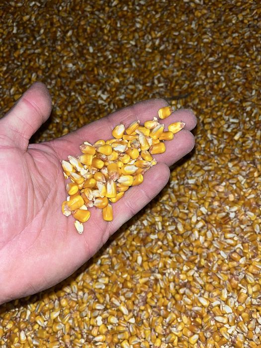 Porumb de vanzare reclota 2025