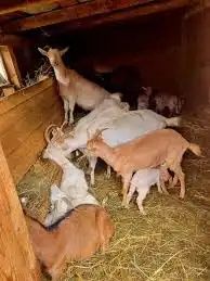 Schimb capre românești originale