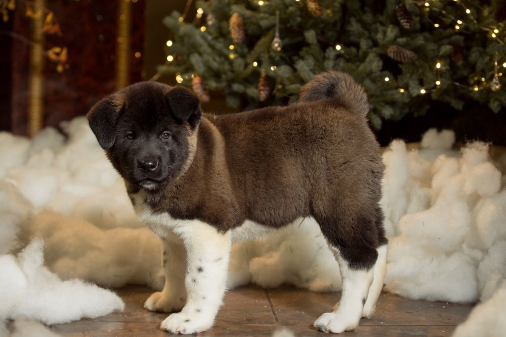 Американская Акита щенки