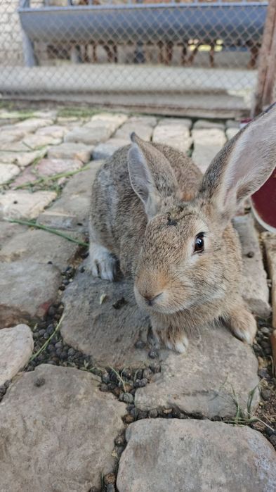 Flandir zotdor quyonlar