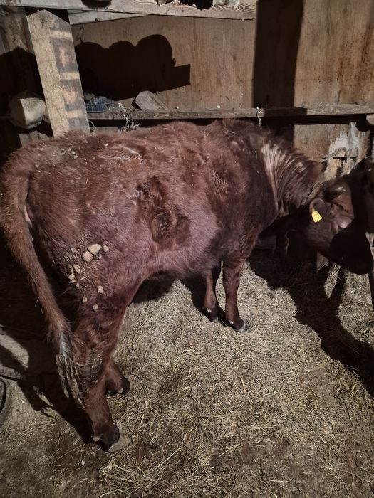 Продам тёлку годовалый