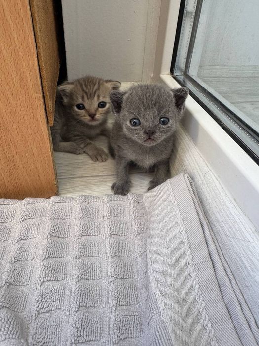 Британские  вислоухие котята