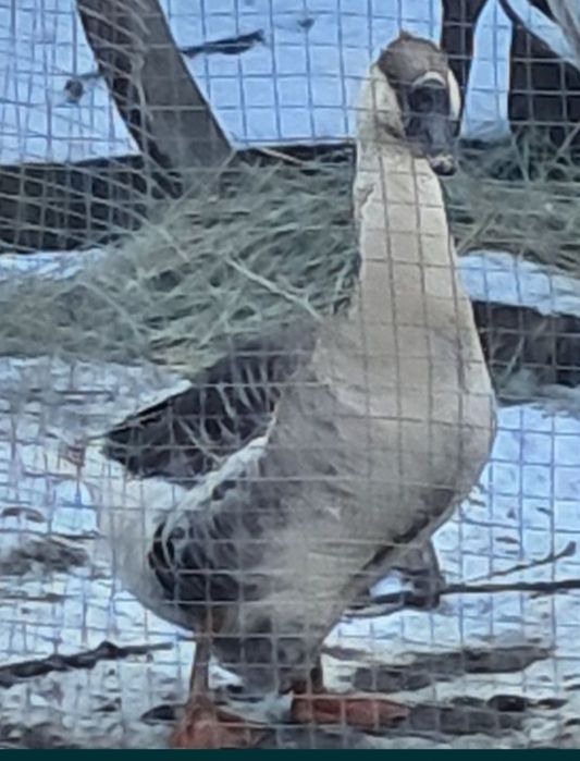 Гусята Тараз суточные.