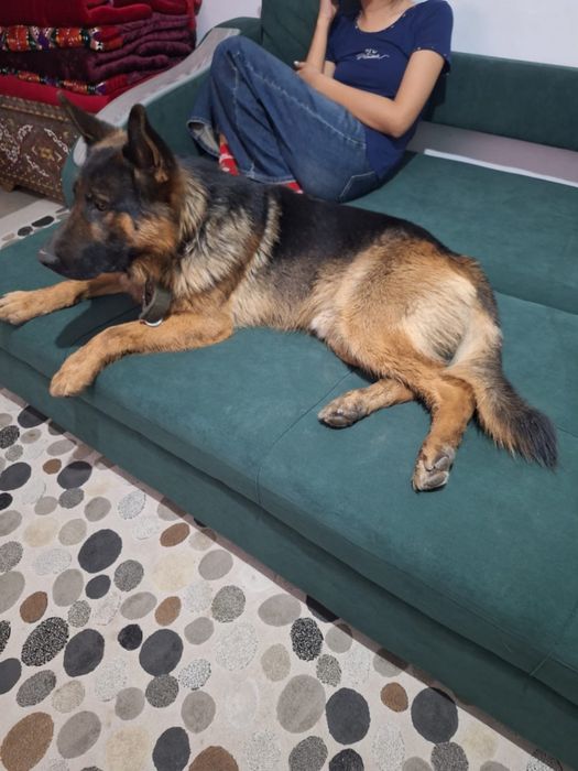 Пропала собака. В районе Иргели. 7 декабря. Имя Дик. В ошейнике.