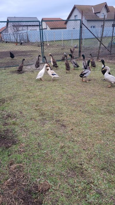 Ouă de rață alergătoare indiene pentru incubat