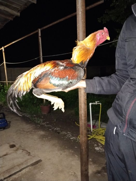 Dakan xoʻroz tuxumlari bor kariya zoti tuxumlari 25000 dan