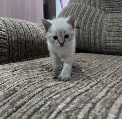 Котята Невская Маскарадная