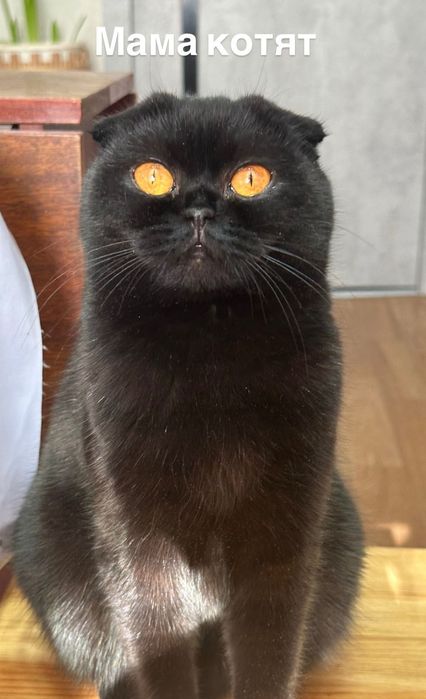 Котята шотландской кошки девочки