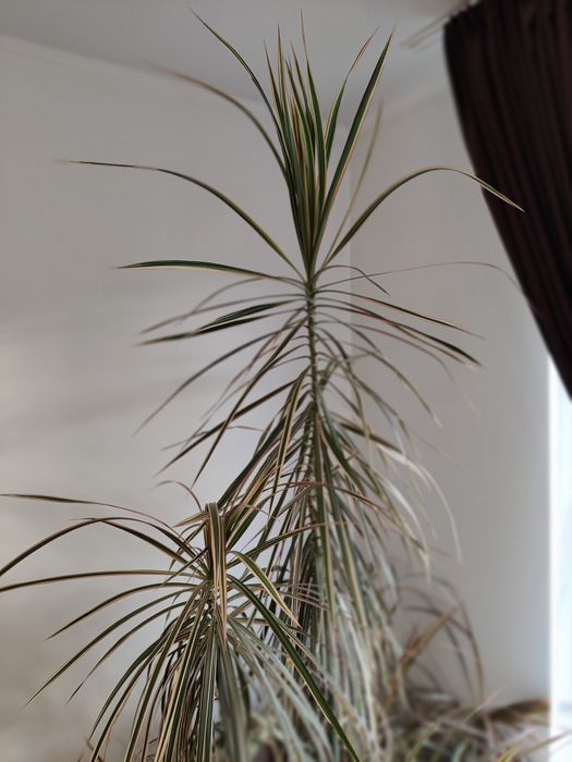 Vand planta exotica Dracena