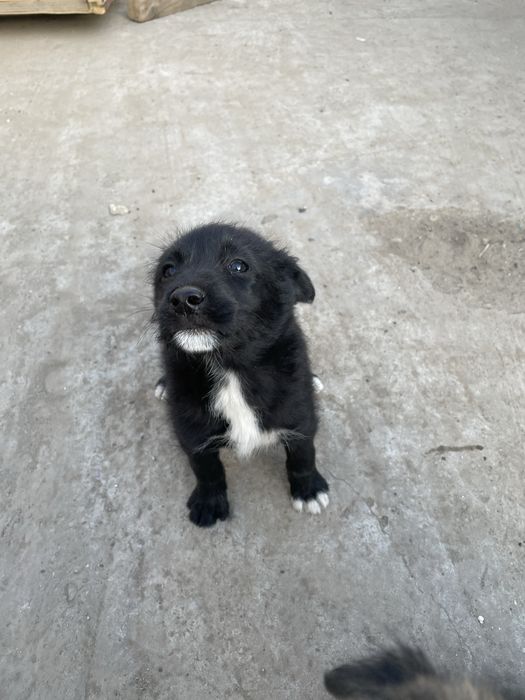 Ofer spre adoptie 3 pui de caine