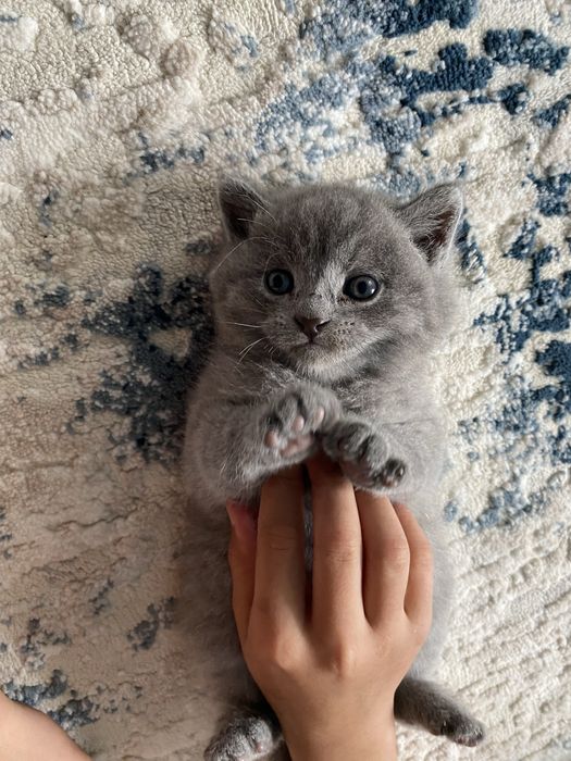 Продаются кошка.