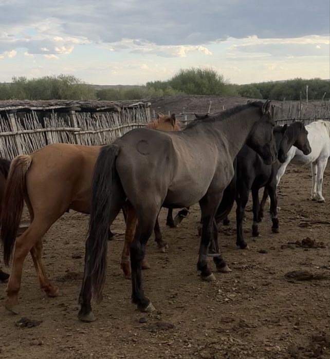 айғыр айгыр жеребец