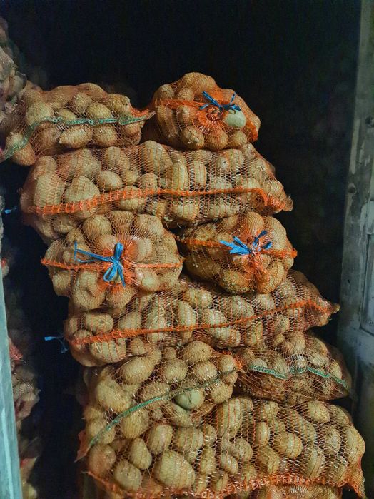 Cartofi în cantitate mare