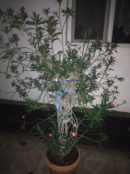 Олеандр розовый махровый