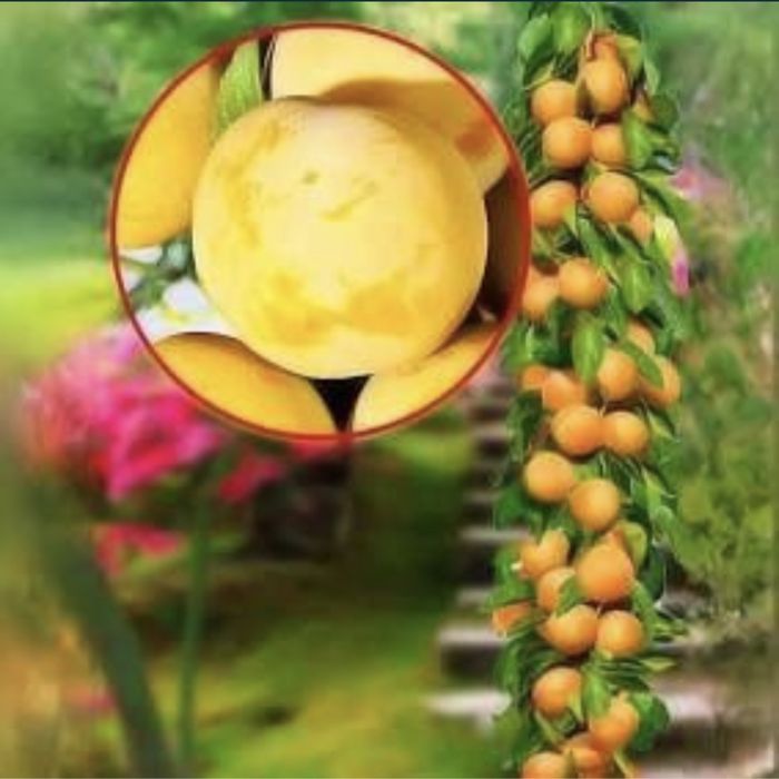 Pomi columnari de calitate superioară soiuri speciale