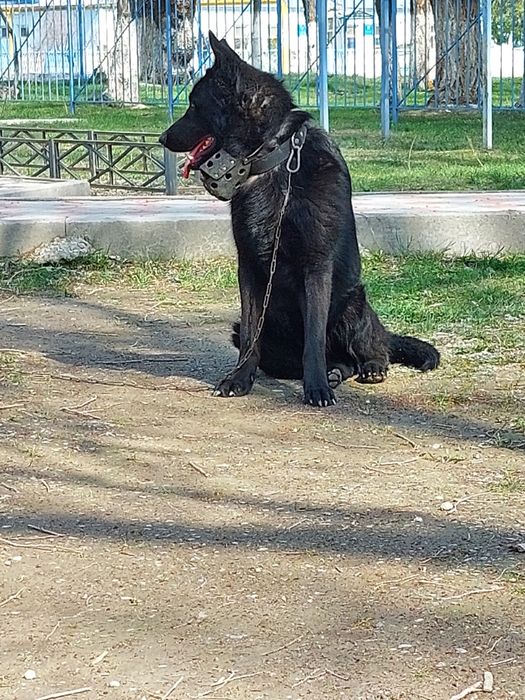 Немецкая овчарка для вязки