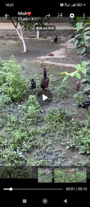 Damashni Jo'ja dakan