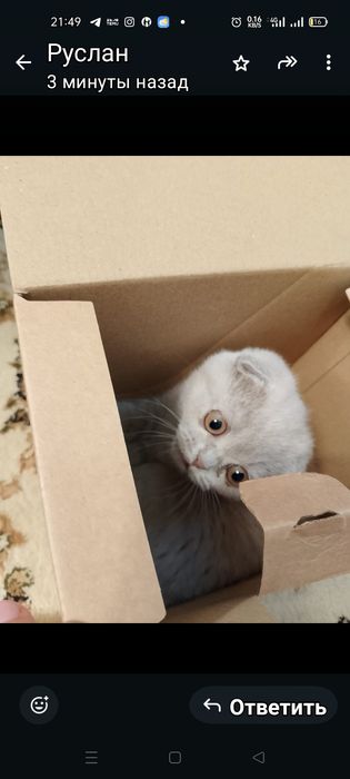 Котенок британка веслоухая