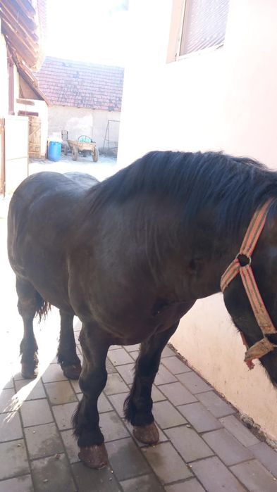 Cârlan de vânzare!