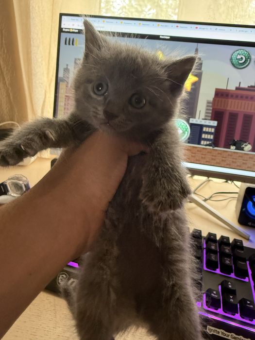 веслоухий котик