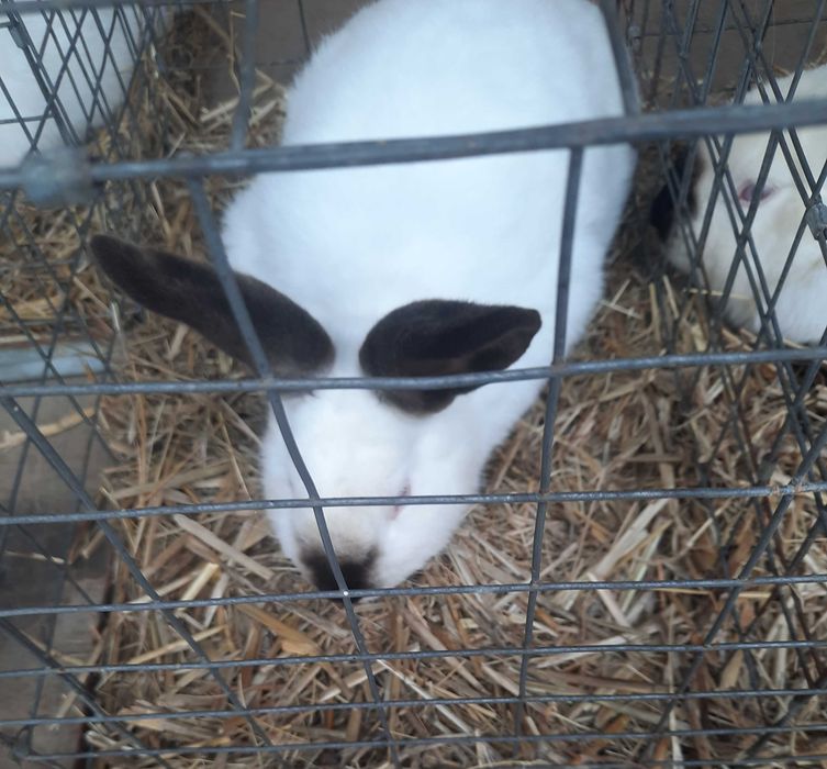 Iepuri californian mascul diferite virste