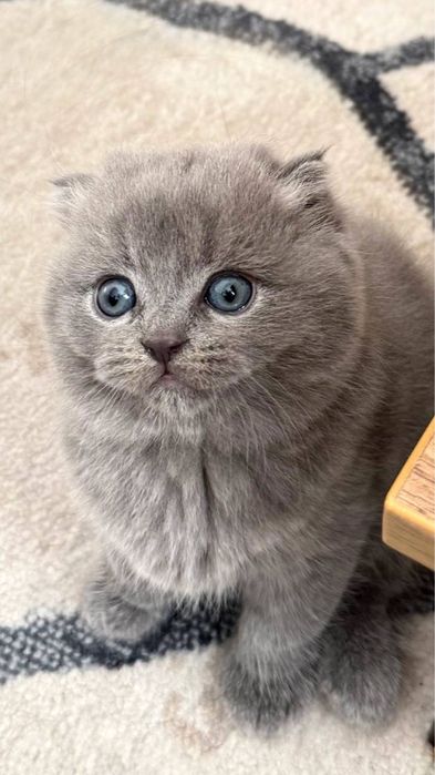 Продаётся породистый котёнок (мальчик)