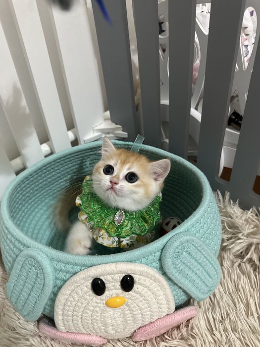 Fetita British Golden Shorthair cu pedigree