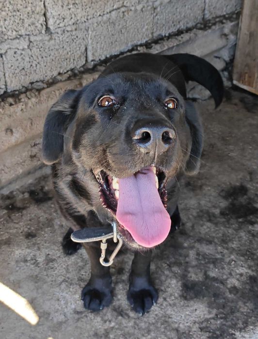 Продается лабрадор