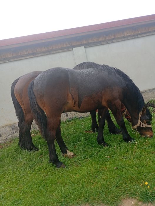 Vând mânz de un 1 cuminte nu musca nu zvârle..