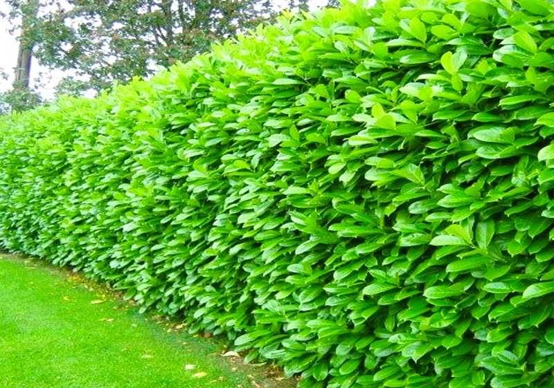 Prunus Laurocerasus Rotundifolia, Novita / Laur englezesc /