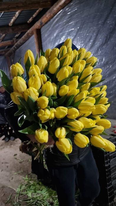 Тюльпаны крупные отборные