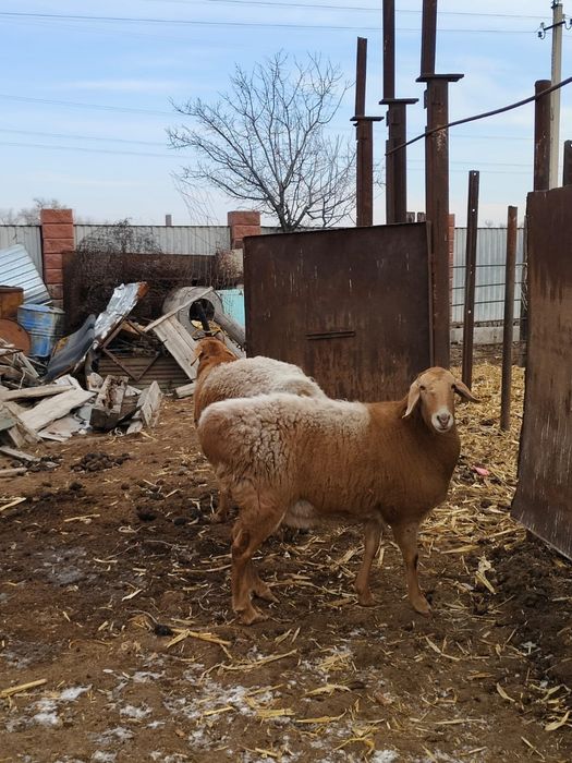 Гисар баран,біреуі по 250К