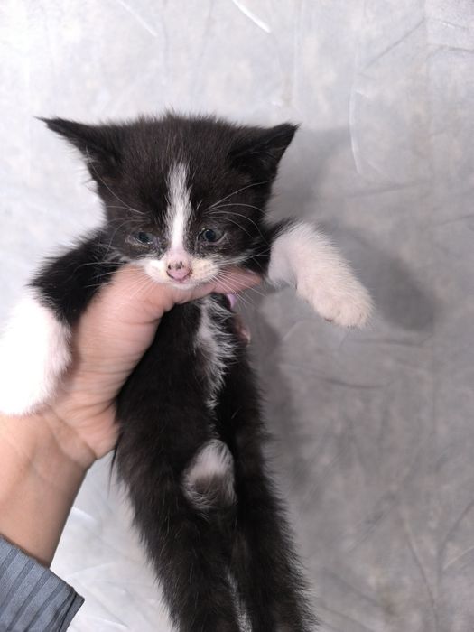 Прекрасные котята в добрые руки