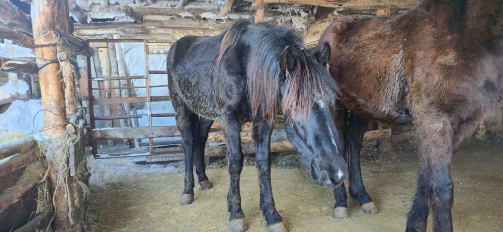 Продам жеребчика.согым