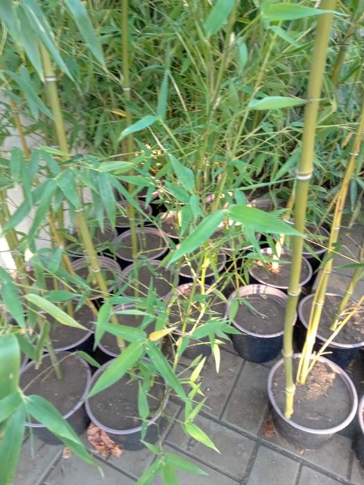 !!!САКСИЯ!!!Бамбук прихванат в саксии!