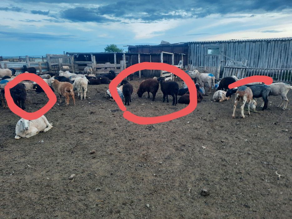 Ягнята  токтушки