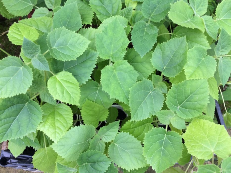 vand paulownia,seminte si rasad pana in august !
