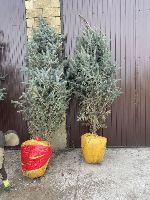 Ели зеленые, ели голубые